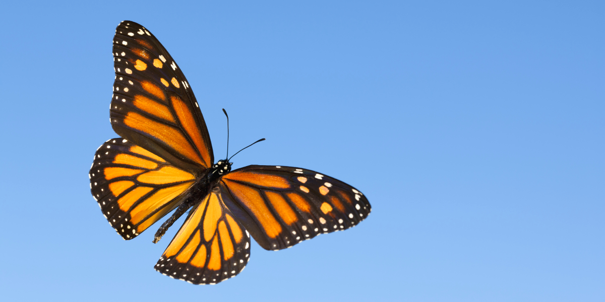 Photo d'un papillon